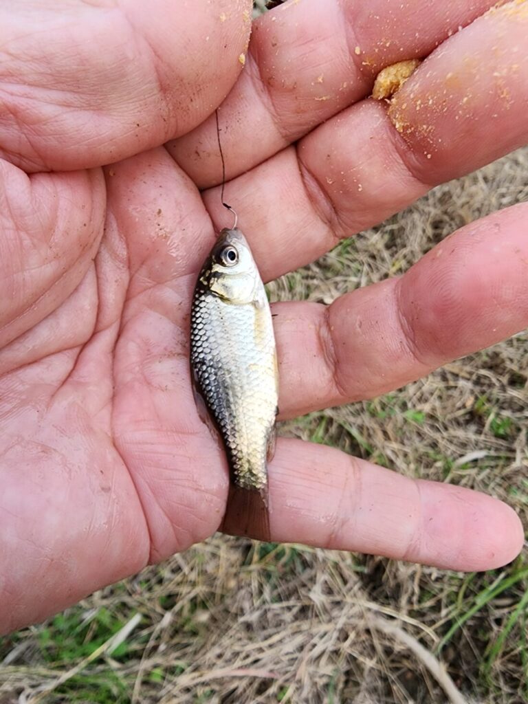 小鮒釣り 11/25│お知らせ│江戸和竿・ヘラ竿職人 竿昌